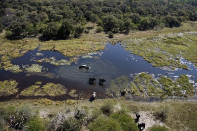 Elephants in the Okavango
