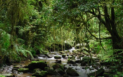 Madagascar rainforest