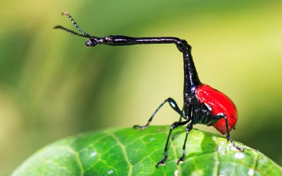 Giraffe necked weevil