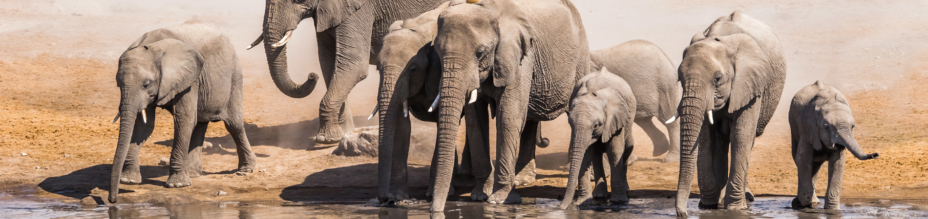 shutterstock nam elephants header
