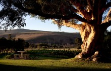 Views across the vineyards, Blue Gum