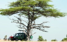 Game drive, Authentic Tanzania