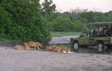 Thrilling game drives in Chobe National Park with Chobe Bakwena