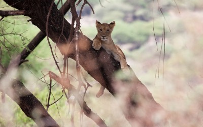 shutterstock - TZ - Manyara - Tree Lion