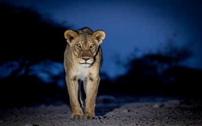 Etosha 