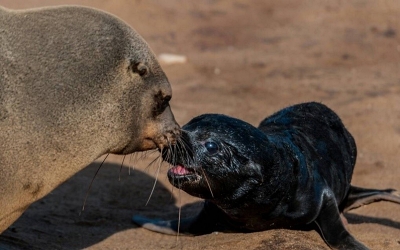 seals